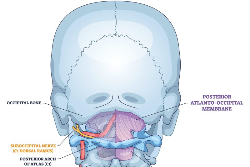 Image showing upper neck skeletal structure