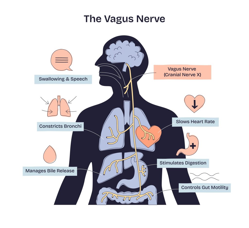 Illustration of the vagus nerve