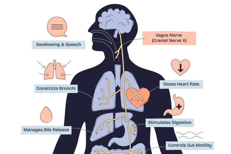 Illustration of the vagus nerve